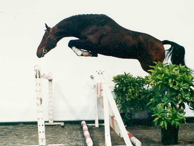 Swiss Warmblood